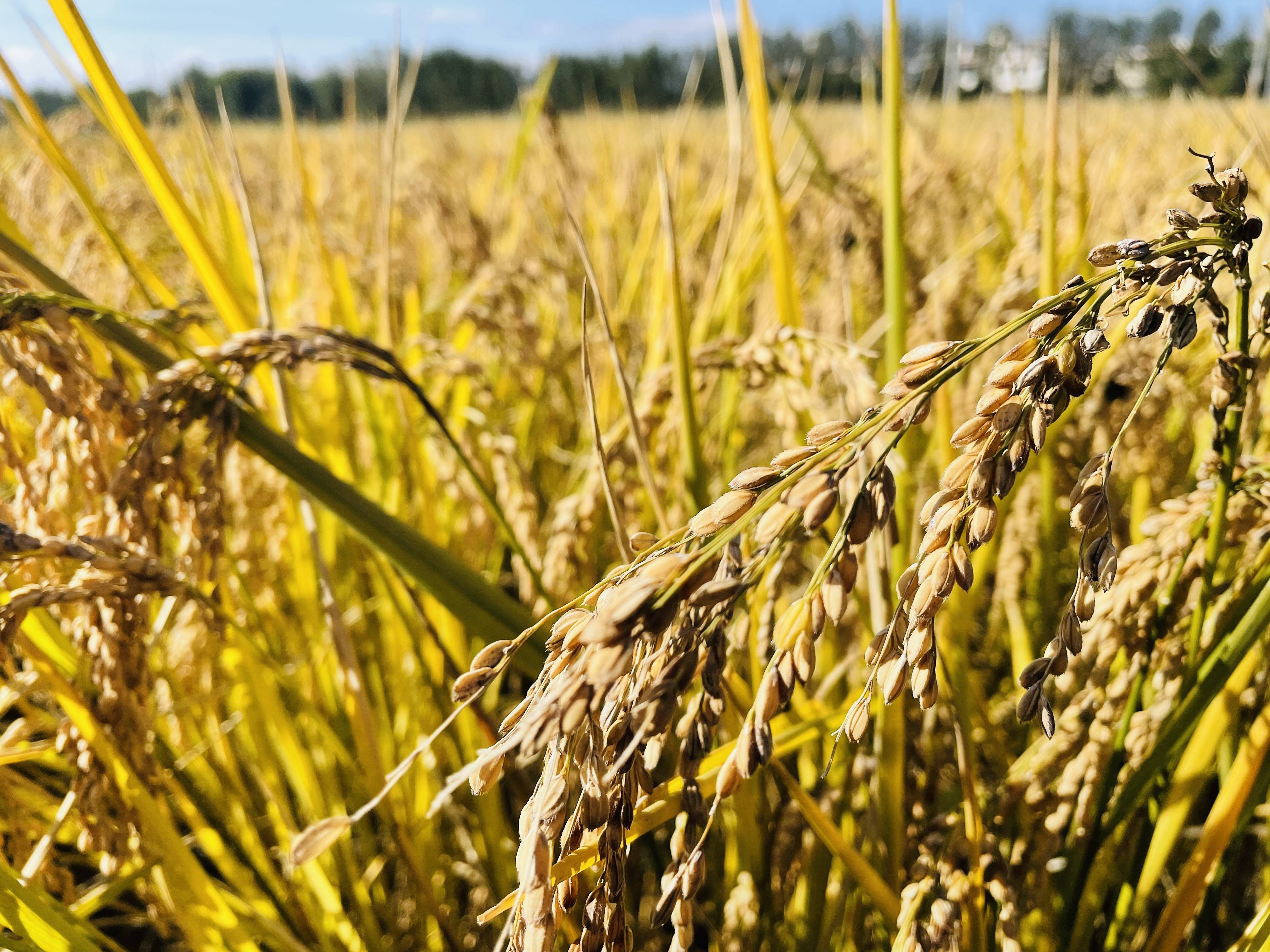 富硒大米种植特点(大米的种植条件)-硒宝网