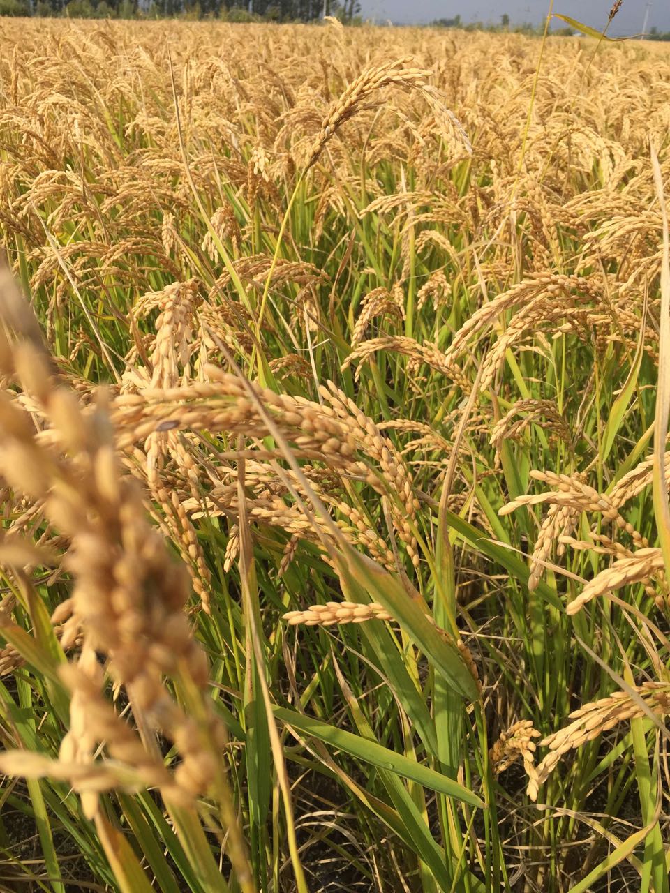富硒大米种植特点(大米的种植条件)-硒宝网