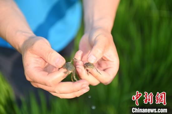 盘锦富硒大米特点（盘锦大米的优点）-硒宝网