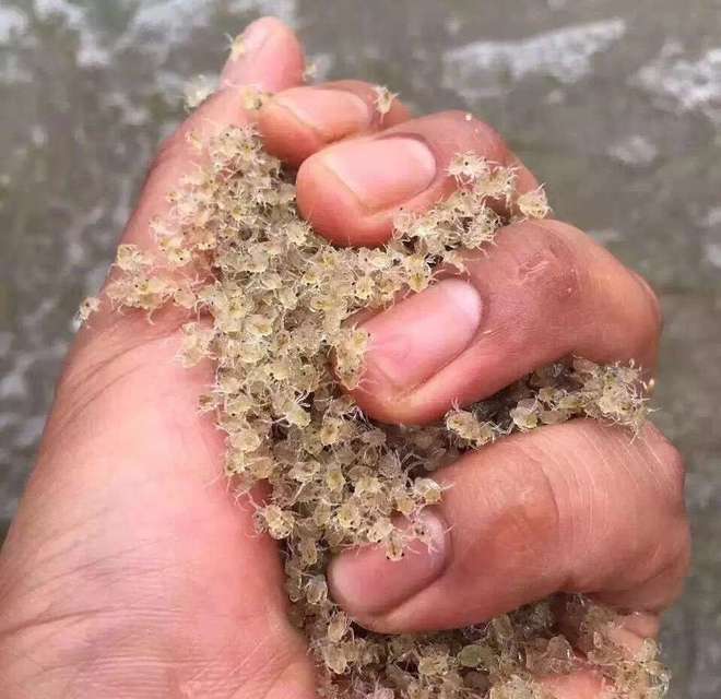 盘锦富硒大米特点（盘锦大米的优点）-硒宝网