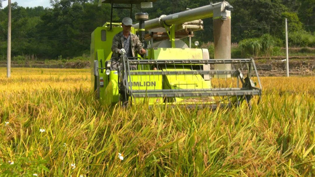 广西富硒大米加工（富硒大米基地）-硒宝网