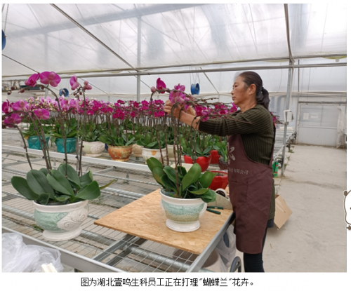 钟祥富硒大米品牌(最好的富硒大米多少钱一斤)-硒宝网