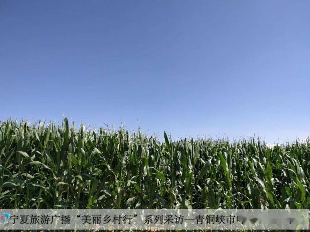 宁夏有机富硒大米(富硒优质大米)-硒宝网