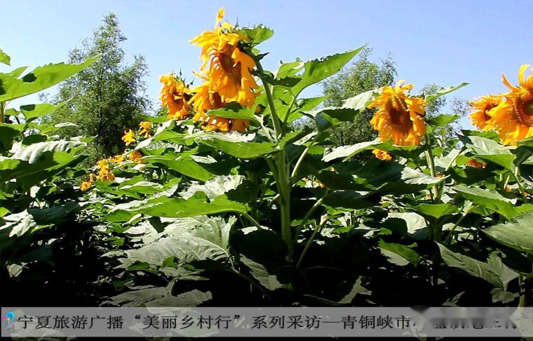 宁夏有机富硒大米(富硒优质大米)-硒宝网