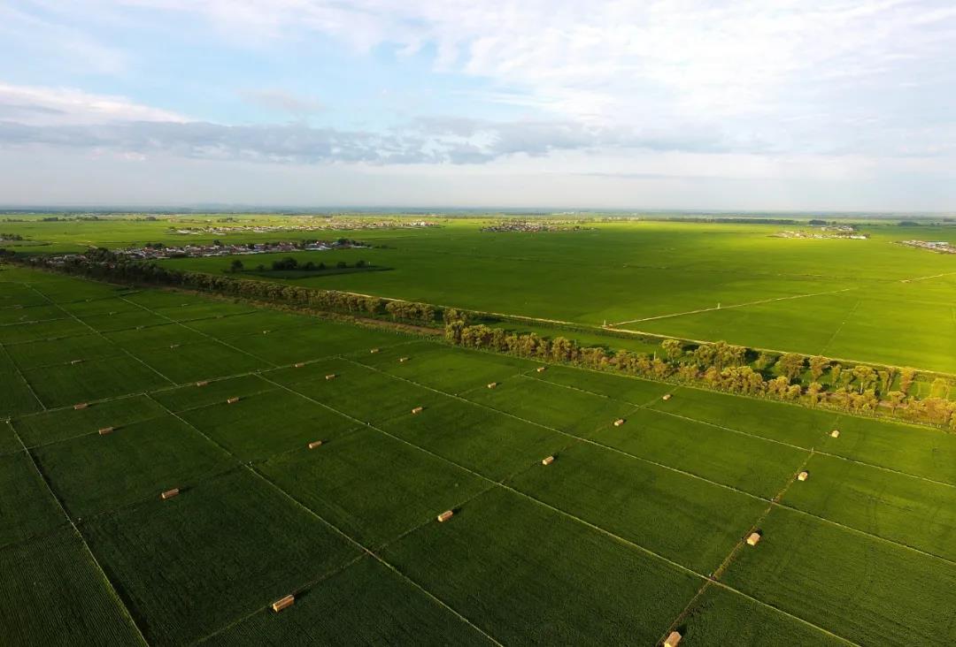 五常大米富硒大米(富硒大米和五常大米的区别)-硒宝网