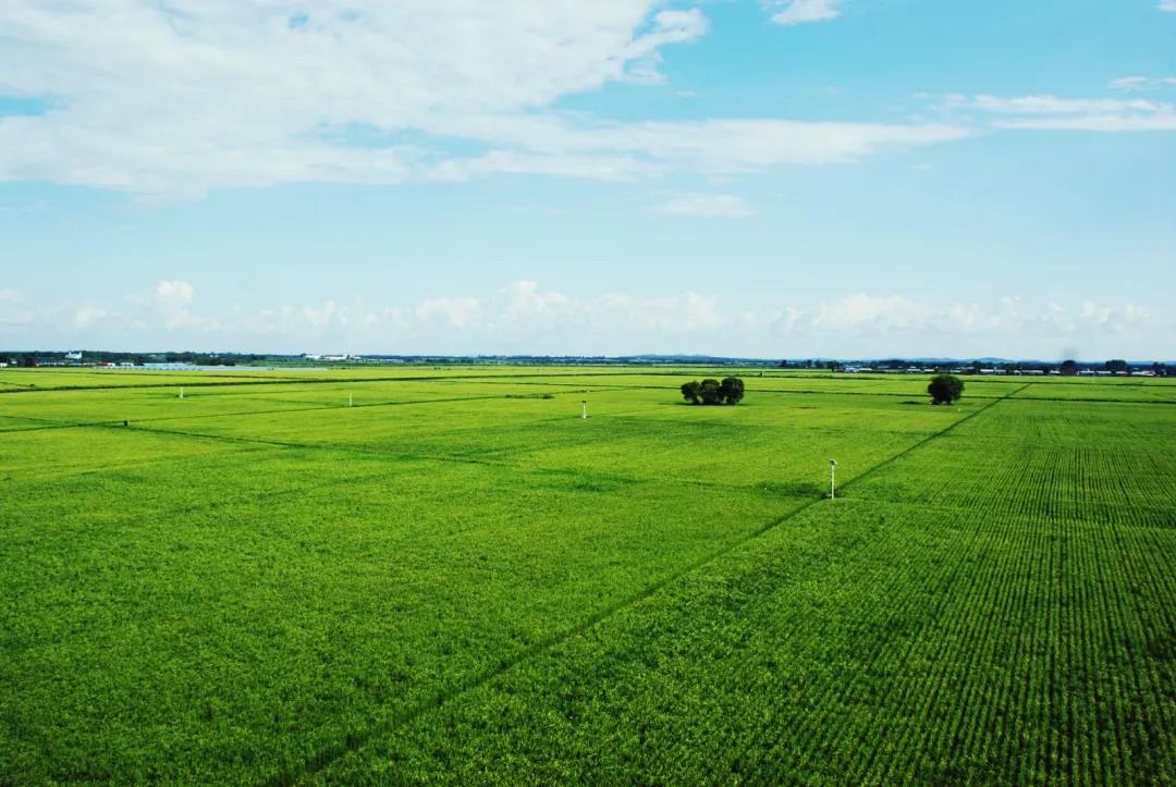 五常大米富硒大米(富硒大米和五常大米的区别)-硒宝网