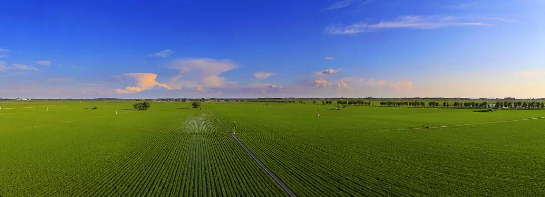 五常大米富硒大米(富硒大米和五常大米的区别)-硒宝网