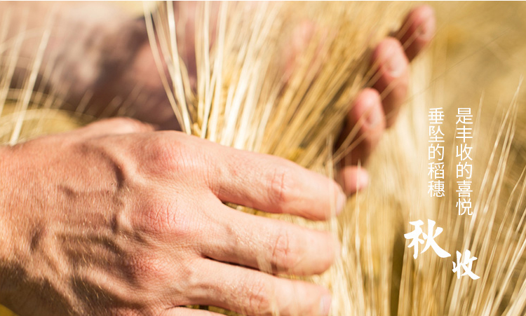 吉林富硒米大米姐（东北富硒大米）-硒宝网