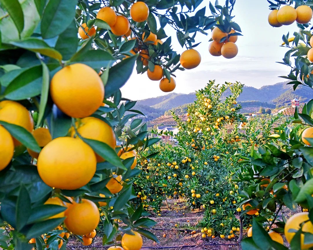 江西丰城富硒大米（江西丰城富硒大米价格）-硒宝网