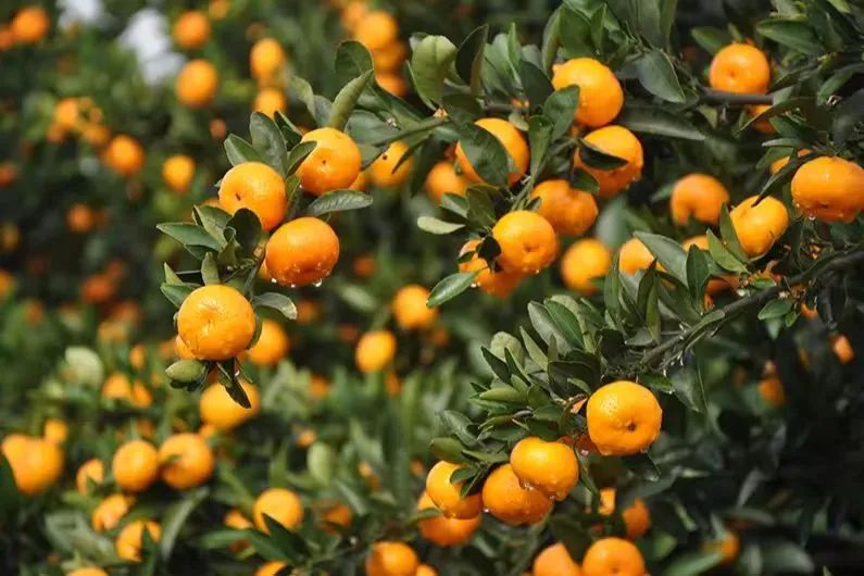 江西丰城富硒大米（江西丰城富硒大米价格）-硒宝网