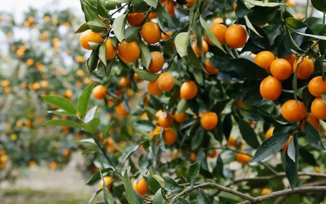 江西丰城富硒大米（江西丰城富硒大米价格）-硒宝网