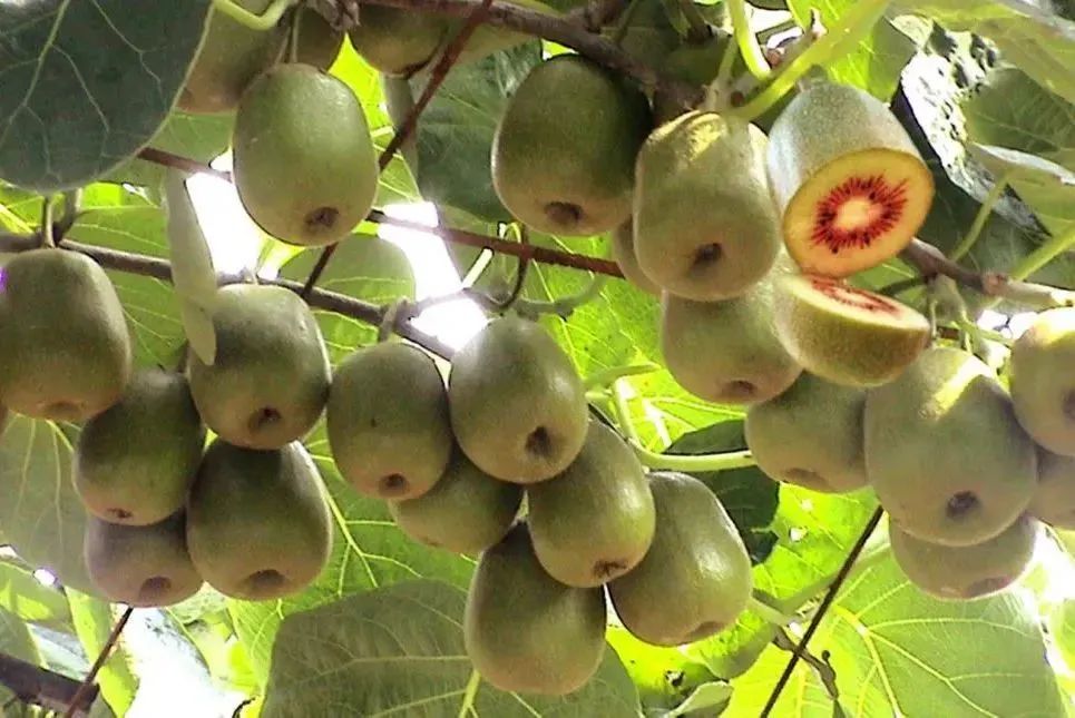 江西丰城富硒大米（江西丰城富硒大米价格）-硒宝网