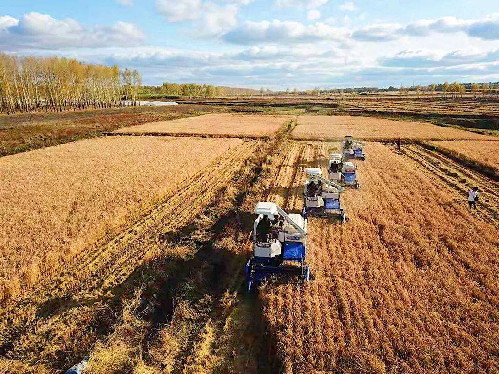 富硒大米五常大米(五常大米富硒米的价钱)-硒宝网