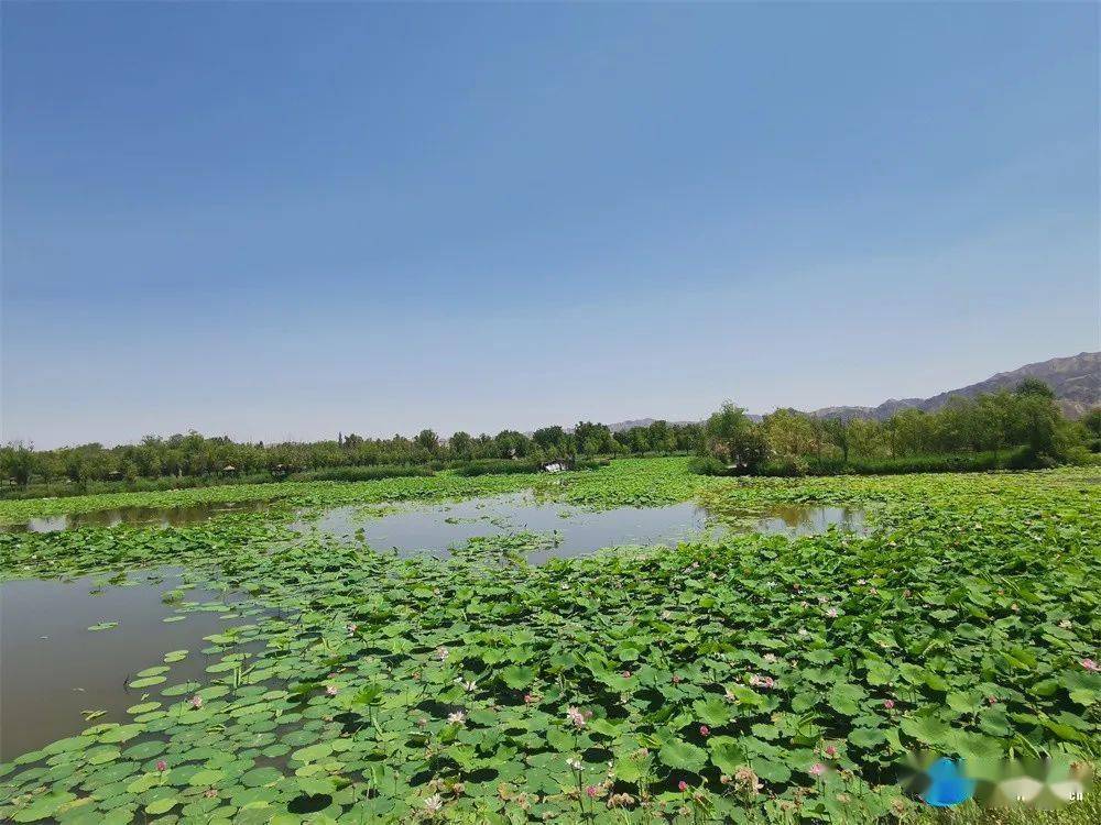 富硒大米征名揭晓（富硒大米认定标准）-硒宝网