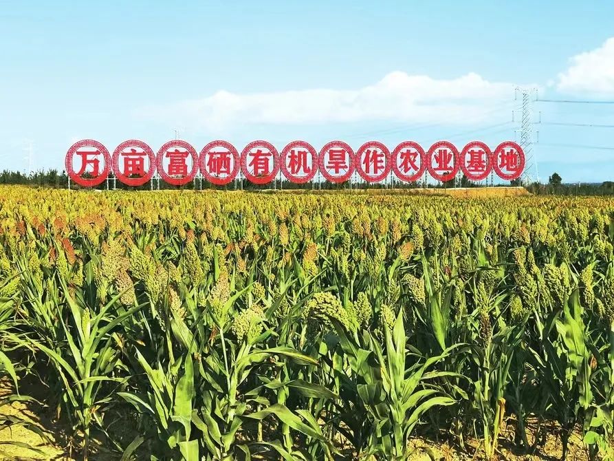 富硒大米的优缺点（大米富硒点优缺点有哪些）-硒宝网