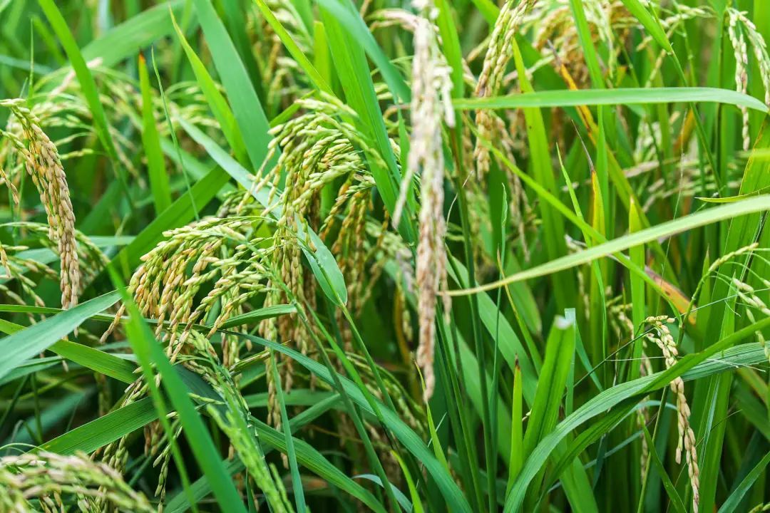 济南富硒大米价格（富硒大米哪里有卖）-硒宝网