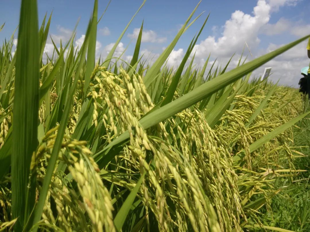 济南富硒大米价格（富硒大米哪里有卖）-硒宝网