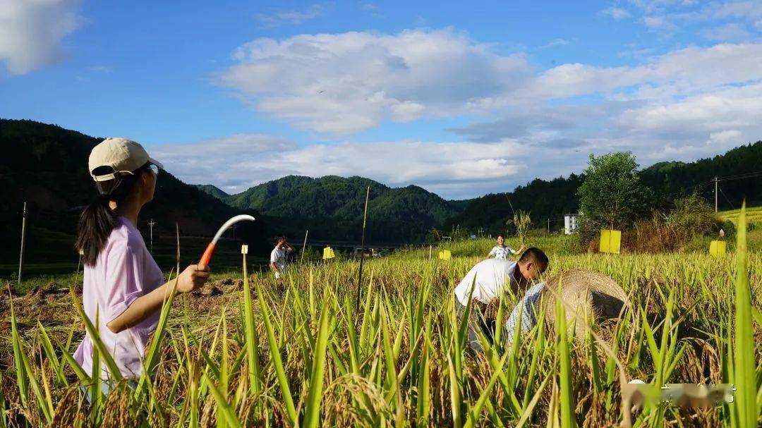 富硒大米管理部门(富硒大米生产技术)-硒宝网