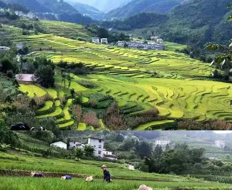 陕西富硒大米赵磊（陕南富硒大米）-硒宝网