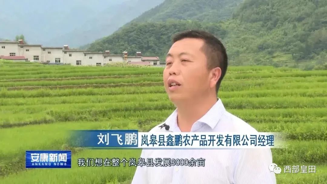 陕西富硒大米赵磊（陕南富硒大米）-硒宝网