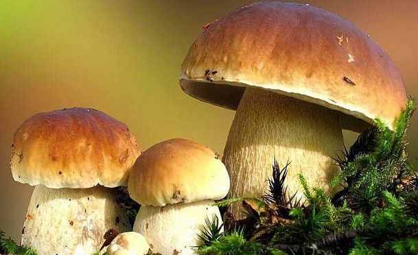 富硒大米可以防癌(大米防癌富硒可以吃吗)-硒宝网