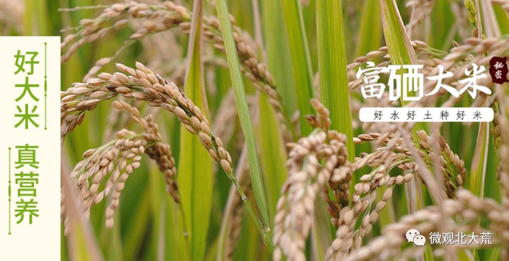 富硒大米奖励制度（大米激励）-硒宝网