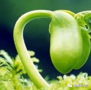 富硒大米奖励制度（大米激励）-硒宝网