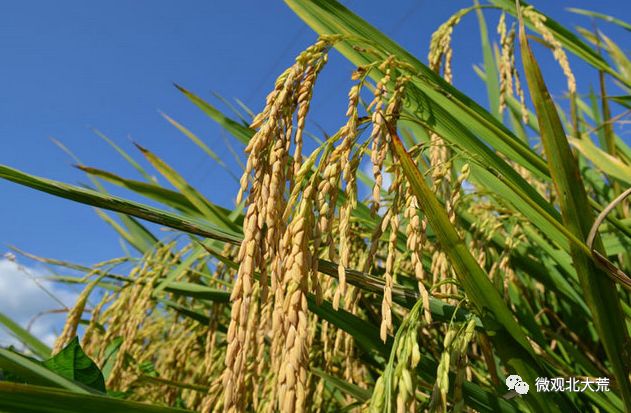 富硒大米奖励制度（大米激励）-硒宝网