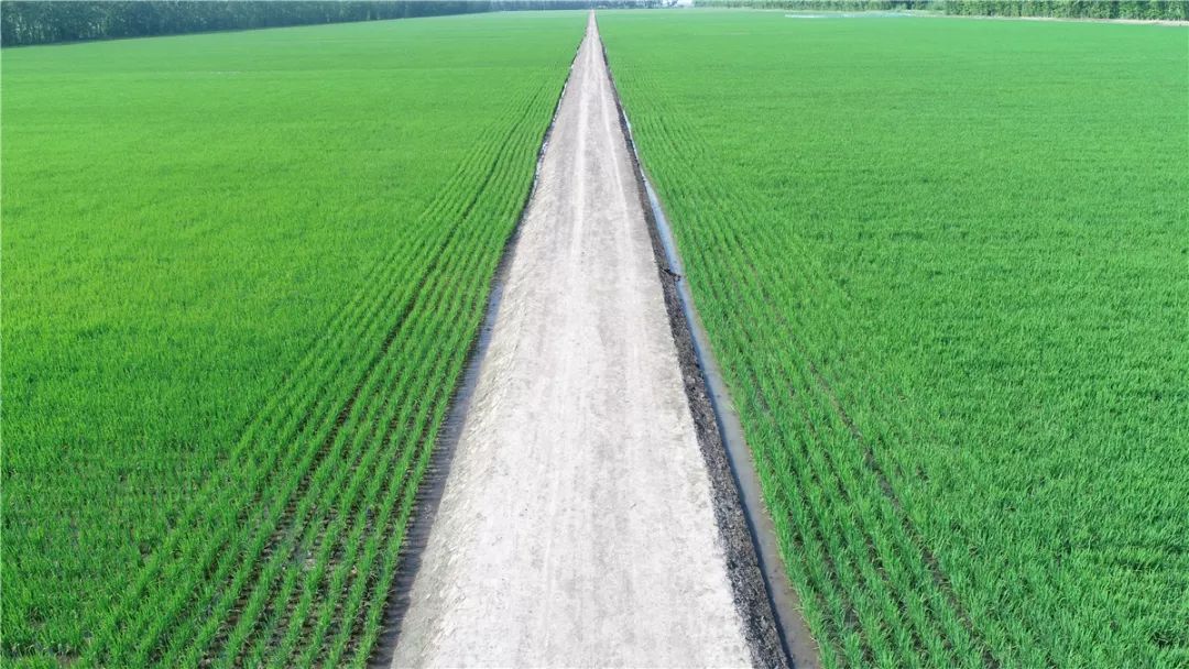 富硒大米奖励制度（大米激励）-硒宝网