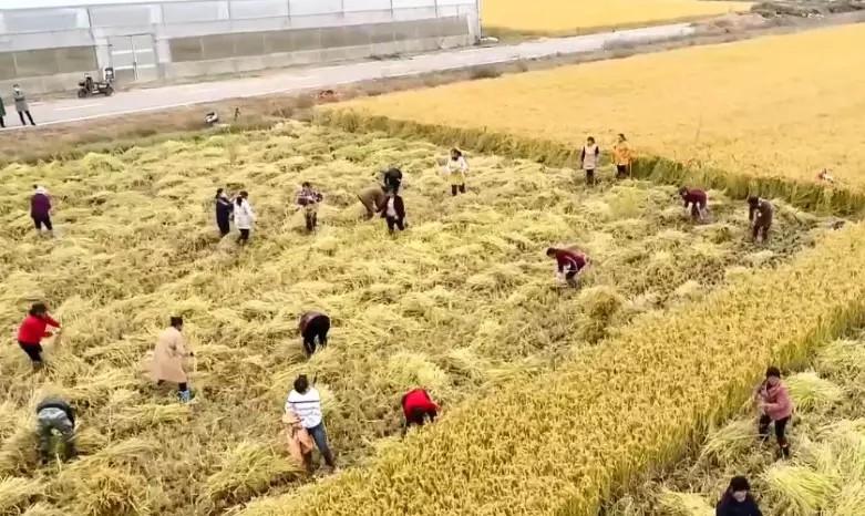 泗洪大米 富硒米(富硒大米中富含的营养物质)-硒宝网