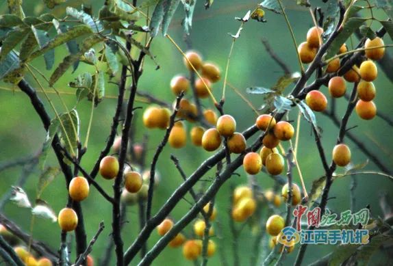 崇义上堡富硒大米(富硒大米基地)-硒宝网