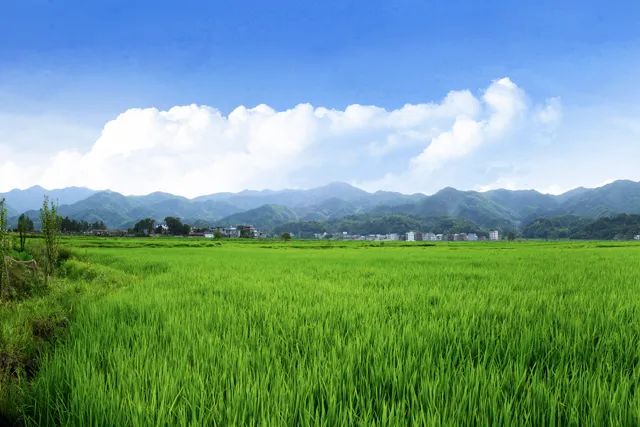 富硒大米能煮粥吗(大米粥养人吗)-硒宝网