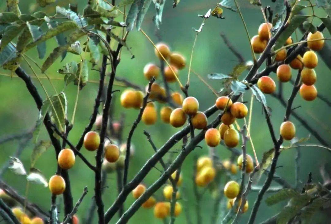 崇义上堡富硒大米（延吉富硒大米）-硒宝网