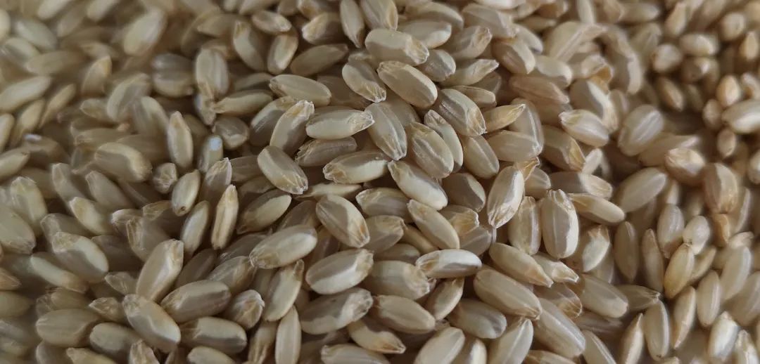 新疆产的富硒大米(富硒大米好在哪)-硒宝网