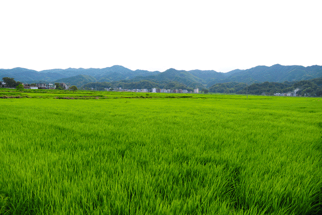 富硒大米能煮粥吗(富硒大米煮饭好吃还是煮粥好吃)-硒宝网