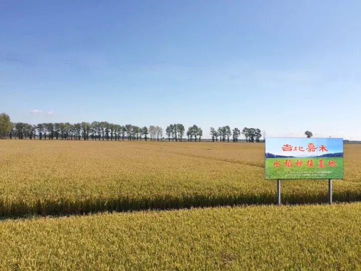 富硒大米能煮粥吗(大米粥煮能富硒嘛)-硒宝网