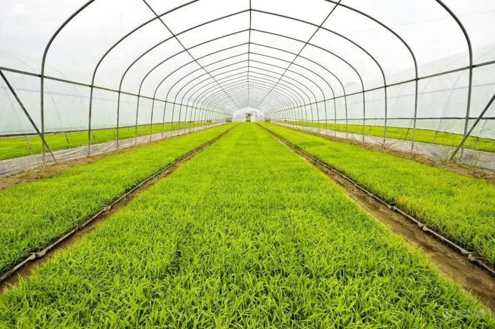 富硒大米能煮粥吗(大米粥煮能富硒嘛)-硒宝网