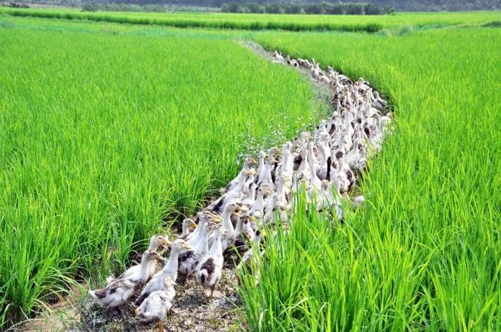 富硒大米能煮粥吗(大米粥煮能富硒嘛)-硒宝网