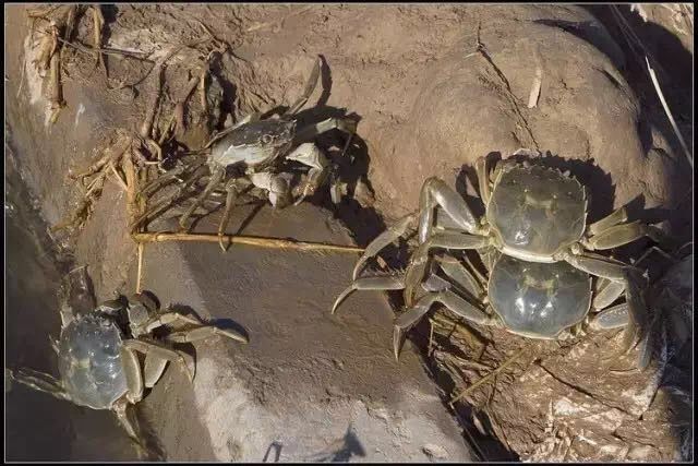 富硒大米能煮粥吗(大米粥煮能富硒嘛)-硒宝网