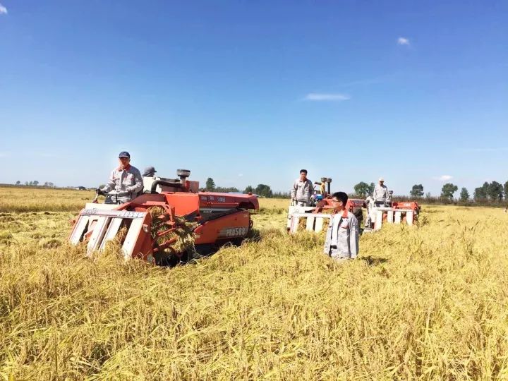 富硒大米能煮粥吗(大米粥煮能富硒嘛)-硒宝网