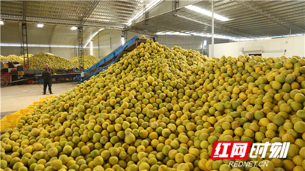 湖南永州富硒大米（富硒优质大米）-硒宝网