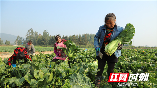 湖南永州富硒大米（富硒优质大米）-硒宝网