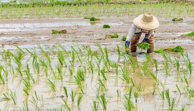 富硒大米都谁吃过（大米吃富硒过期能吃吗）-硒宝网