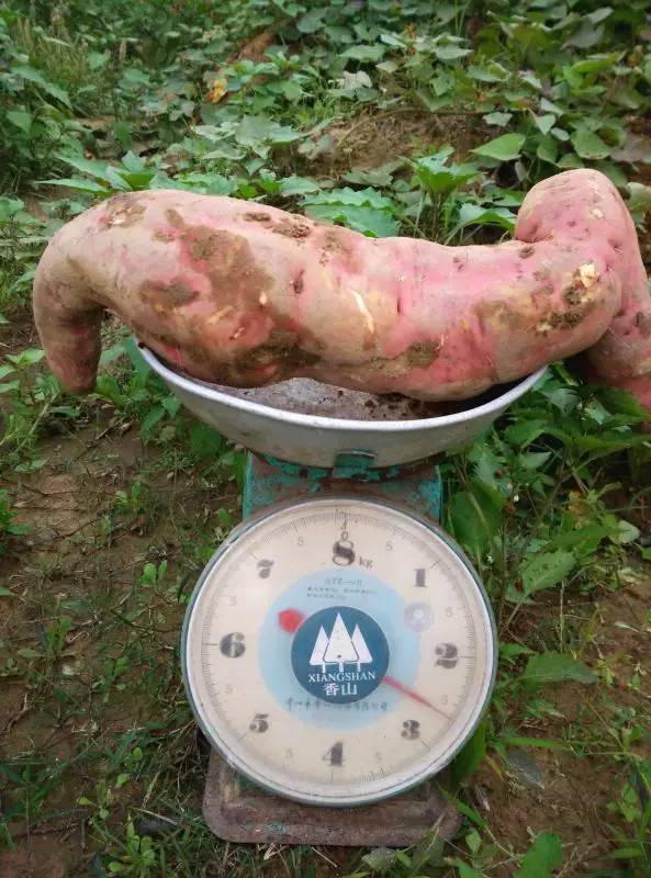 富硒大米蒸熟后粘（大米粘蒸熟富硒后能吃吗）-硒宝网