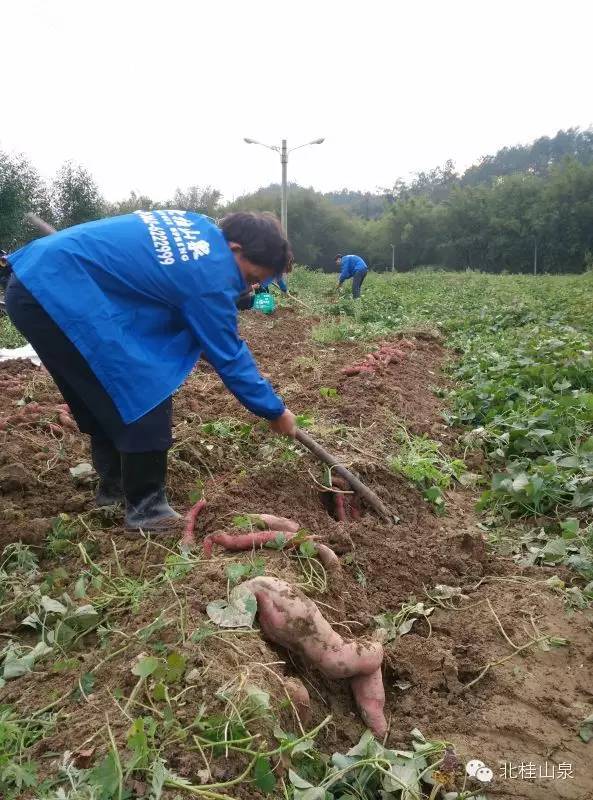 富硒大米蒸熟后粘（大米粘蒸熟富硒后能吃吗）-硒宝网