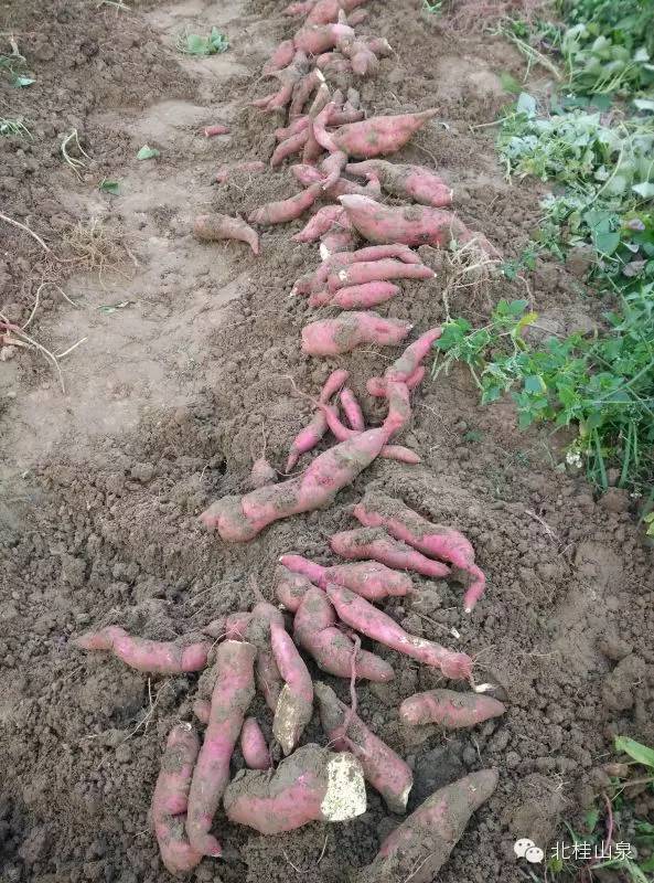 富硒大米蒸熟后粘（大米粘蒸熟富硒后能吃吗）-硒宝网