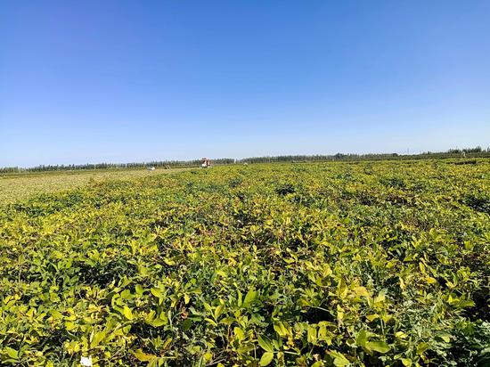 宁阳富硒大米团购（富硒优质大米）-硒宝网