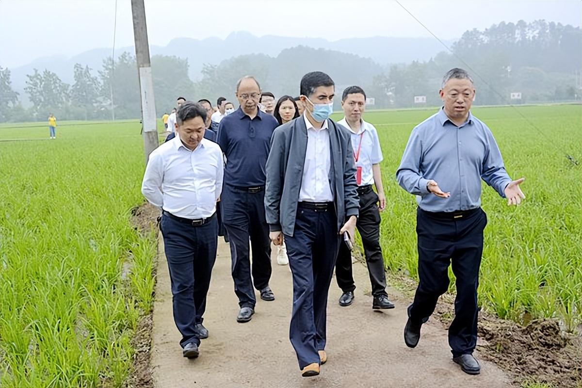 富硒大米会长胖吗（大米长胖）-硒宝网