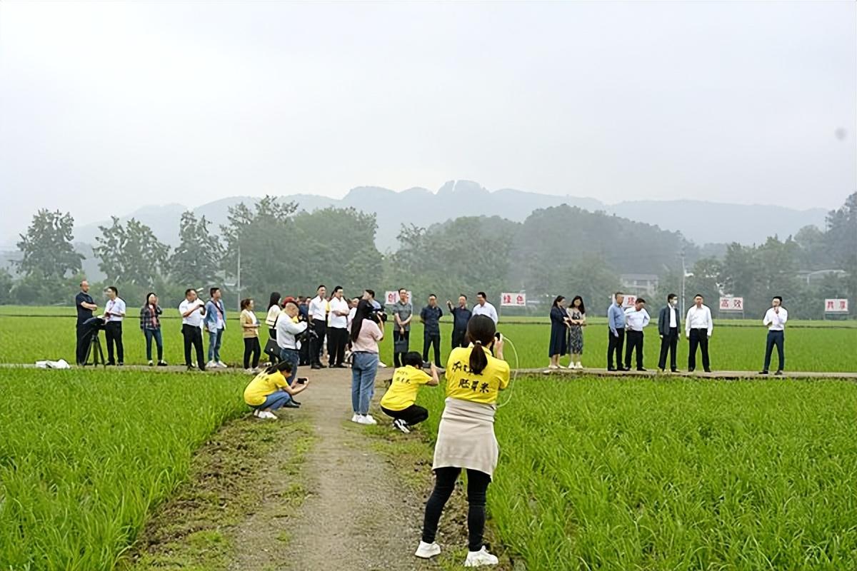 富硒大米会长胖吗（大米长胖）-硒宝网