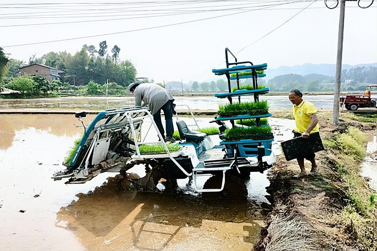 富硒大米会长胖吗（大米长胖）-硒宝网